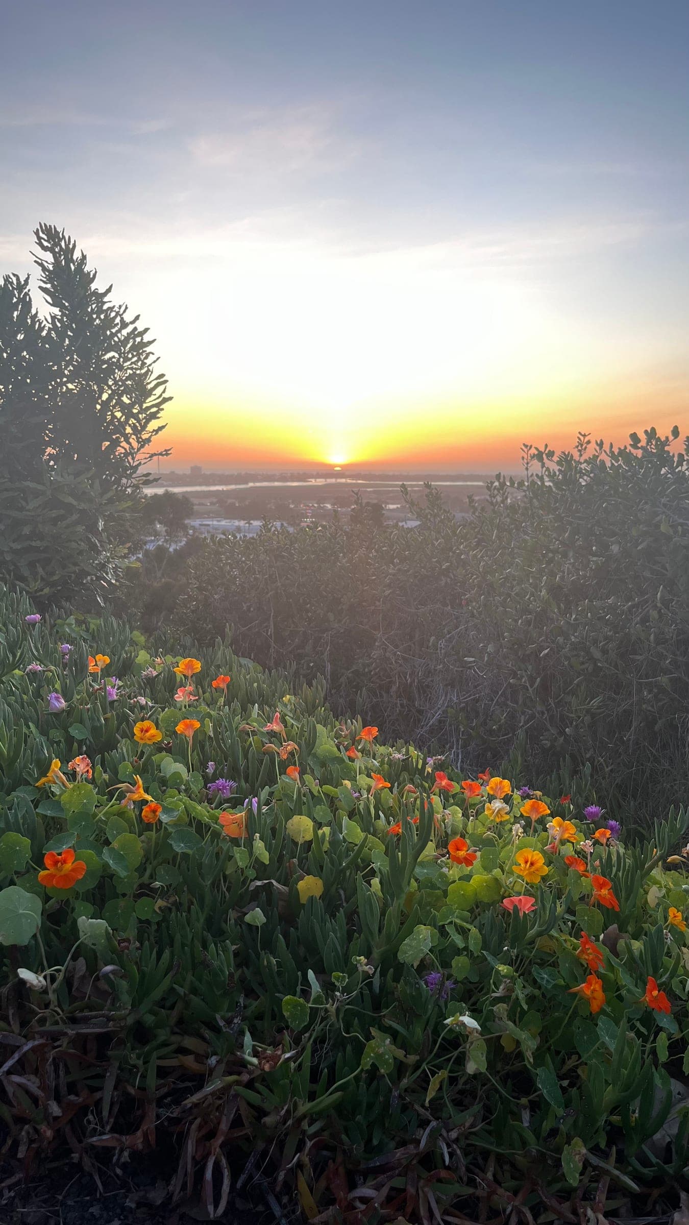 Flowers And Sunset