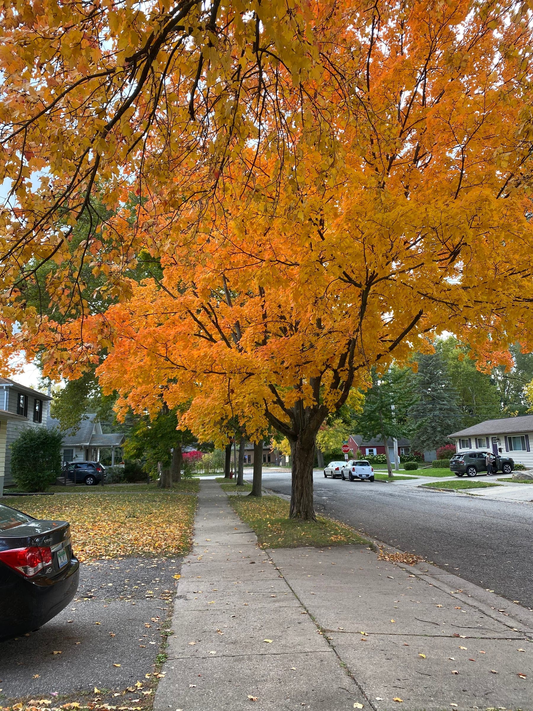 Michigan Fall Colors