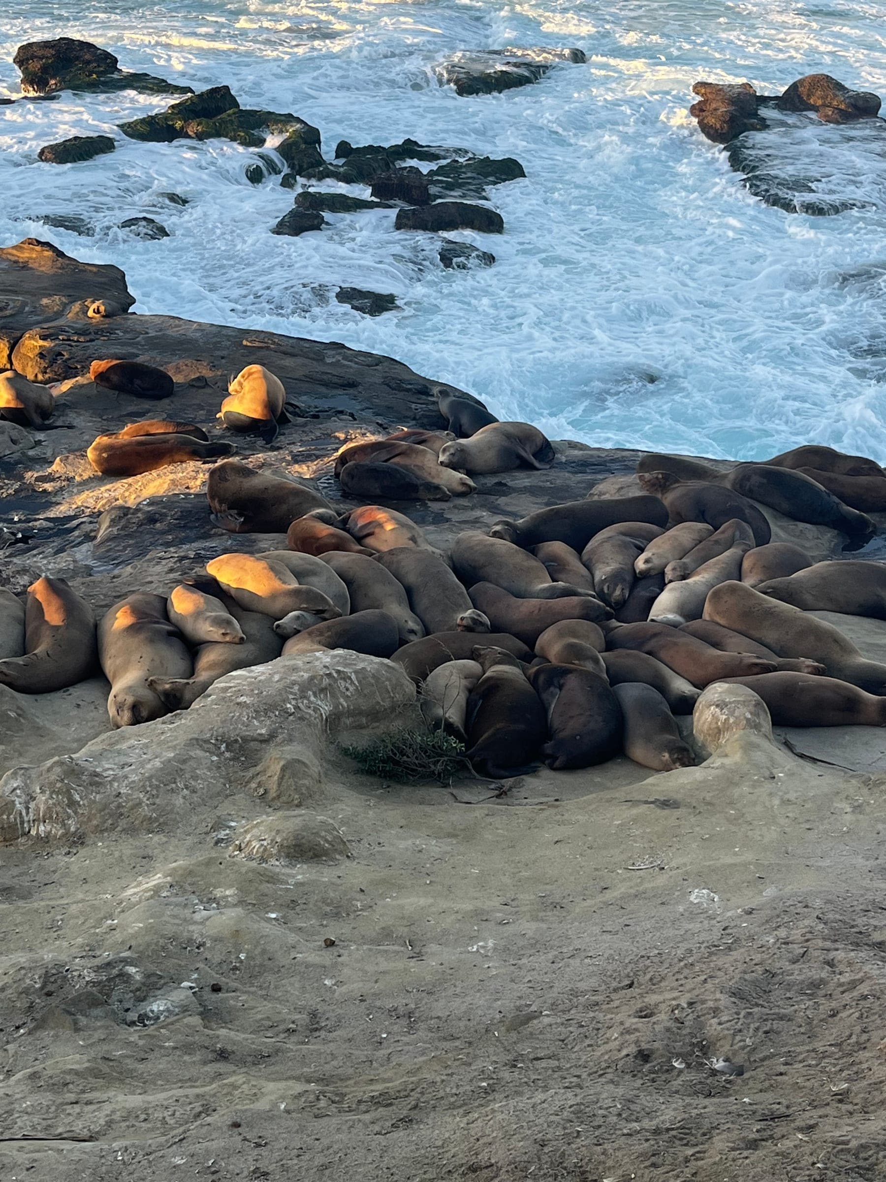Seals At La Jolla